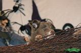 HALLOWEEN 025